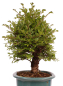 Preview: Bonsai - Ulmus parvifolia 'Nire', Chinesische Ulme, Korkulme aus Japan 229/123