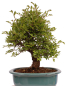 Preview: Bonsai - Ulmus parvifolia 'Nire', Chinesische Ulme, Korkulme aus Japan 229/123