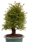 Preview: Bonsai - Ulmus parvifolia 'Nire', Chinesische Ulme, Korkulme aus Japan 229/123