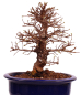 Preview: Bonsai - Ulmus parvifolia 'Nire', Chinesische Ulme, Korkulme aus Japan 229/124