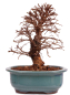 Preview: Bonsai - Ulmus parvifolia 'Nire', Chinesische Ulme, Korkulme aus Japan 229/125
