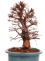 Preview: Bonsai - Ulmus parvifolia 'Nire', Chinesische Ulme, Korkulme aus Japan 229/125