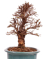 Preview: Bonsai - Ulmus parvifolia 'Nire', Chinesische Ulme, Korkulme aus Japan 229/126