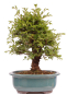 Preview: Bonsai - Ulmus parvifolia 'Nire', Chinesische Ulme, Korkulme aus Japan 229/126