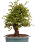 Preview: Bonsai - Ulmus parvifolia 'Nire', Chinesische Ulme, Korkulme aus Japan 229/126