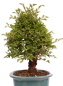 Preview: Bonsai - Ulmus parvifolia 'Nire', Chinesische Ulme, Korkulme aus Japan 229/126