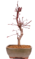 Preview: Bonsai - Acer palmatum 'Deshojo', roter Fächerahorn aus Japan 229/12