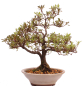 Preview: Bonsai Japanische Satsuki Azalee 'Reiko' Rhododendron indicum 229/132