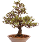 Preview: Bonsai Japanische Satsuki Azalee 'Reiko' Rhododendron indicum 229/132