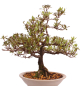 Preview: Bonsai Japanische Satsuki Azalee 'Reiko' Rhododendron indicum 229/132