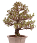 Preview: Bonsai Japanische Satsuki Azalee 'Suzukaze' Rhododendron indicum 229/133