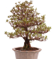 Preview: Bonsai Japanische Satsuki Azalee 'Suzukaze' Rhododendron indicum 229/133
