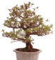 Preview: Bonsai Japanische Satsuki Azalee 'Suzukaze' Rhododendron indicum 229/133