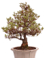 Preview: Bonsai Japanische Satsuki Azalee 'Suzukaze' Rhododendron indicum 229/133