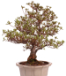Preview: Bonsai Japanische Satsuki Azalee 'Suzukaze' Rhododendron indicum 229/133