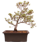 Preview: Bonsai Japanische Satsuki Azalee 'Hi-no-Maru' Rhododendron indicum 229/134