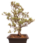 Preview: Bonsai Japanische Satsuki Azalee 'Hi-no-Maru' Rhododendron indicum 229/134