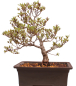 Preview: Bonsai Japanische Satsuki Azalee 'Hi-no-Maru' Rhododendron indicum 229/134