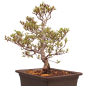 Preview: Bonsai Japanische Satsuki Azalee 'Hi-no-Maru' Rhododendron indicum 229/134