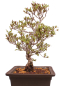 Preview: Bonsai Japanische Satsuki Azalee 'Hi-no-Maru' Rhododendron indicum 229/134