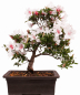 Preview: Bonsai Japanische Satsuki Azalee 'Hi-no-Maru' Rhododendron indicum 229/134