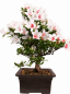 Preview: Bonsai Japanische Satsuki Azalee 'Hi-no-Maru' Rhododendron indicum 229/134