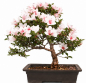 Preview: Bonsai Japanische Satsuki Azalee 'Hi-no-Maru' Rhododendron indicum 229/134