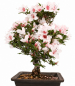 Preview: Bonsai Japanische Satsuki Azalee 'Hi-no-Maru' Rhododendron indicum 229/134