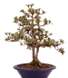 Preview: Bonsai Japanische Satsuki Azalee 'Senbazuru' Rhododendron indicum 229/135