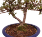 Preview: Bonsai Japanische Satsuki Azalee 'Senbazuru' Rhododendron indicum 229/135