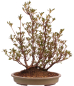 Preview: Bonsai Japanische Satsuki Azalee 'Hanabin' Rhododendron indicum 229/136