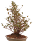Preview: Bonsai Japanische Satsuki Azalee 'Hanabin' Rhododendron indicum 229/136