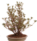 Preview: Bonsai Japanische Satsuki Azalee 'Hanabin' Rhododendron indicum 229/136