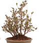 Preview: Bonsai Japanische Satsuki Azalee 'Hanabin' Rhododendron indicum 229/136