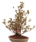 Preview: Bonsai Japanische Satsuki Azalee 'Hanabin' Rhododendron indicum 229/136