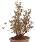 Preview: Bonsai Japanische Satsuki Azalee 'Hanabin' Rhododendron indicum 229/136