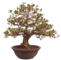 Preview: Bonsai Japanische Satsuki Azalee 'Megumi' Rhododendron indicum 229/137