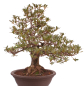 Preview: Bonsai Japanische Satsuki Azalee 'Megumi' Rhododendron indicum 229/137
