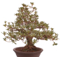 Preview: Bonsai Japanische Satsuki Azalee 'Megumi' Rhododendron indicum 229/137