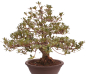 Preview: Bonsai Japanische Satsuki Azalee 'Megumi' Rhododendron indicum 229/137