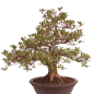 Preview: Bonsai Japanische Satsuki Azalee 'Megumi' Rhododendron indicum 229/137