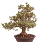 Preview: Bonsai Japanische Satsuki Azalee 'Megumi' Rhododendron indicum 229/137
