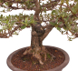 Preview: Bonsai Japanische Satsuki Azalee 'Megumi' Rhododendron indicum 229/137