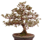 Preview: Bonsai Japanische Satsuki Azalee 'Mirei' Rhododendron indicum 229/138