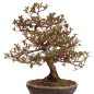 Preview: Bonsai Japanische Satsuki Azalee 'Mirei' Rhododendron indicum 229/138