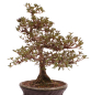 Preview: Bonsai Japanische Satsuki Azalee 'Mirei' Rhododendron indicum 229/138