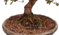 Preview: Bonsai Japanische Satsuki Azalee 'Mirei' Rhododendron indicum 229/138