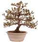 Preview: Bonsai Japanische Satsuki Azalee 'Mirei' Rhododendron indicum 229/139