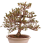 Preview: Bonsai Japanische Satsuki Azalee 'Mirei' Rhododendron indicum 229/139