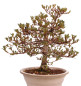 Preview: Bonsai Japanische Satsuki Azalee 'Mirei' Rhododendron indicum 229/139